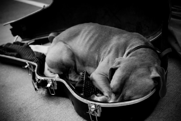 Dog in guitar case by Mike Belleme